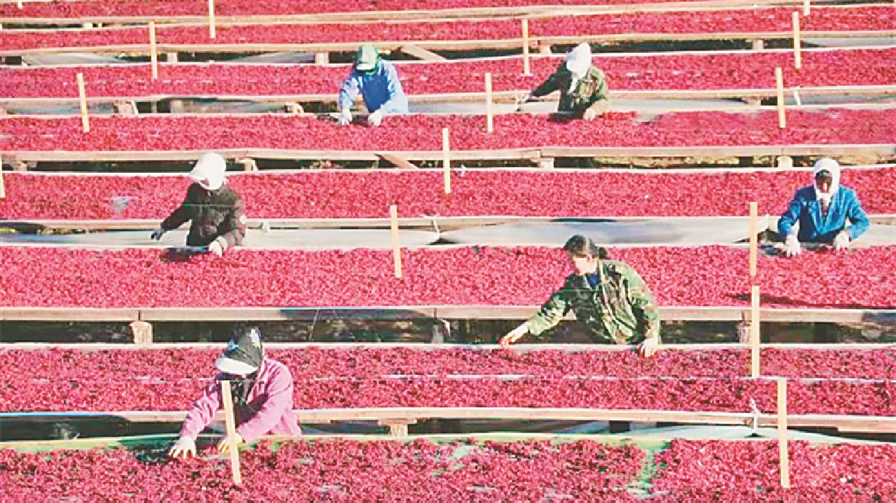 【對接大灣區(qū)·寒地龍藥耀九州】系列報(bào)道之四十三   「清河紅」為什麼這樣紅？