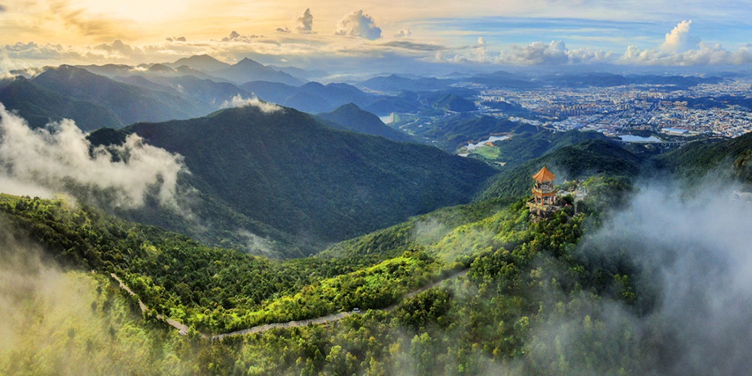 禾雀花開(kāi)枝頭翹  共赴清溪賞花行