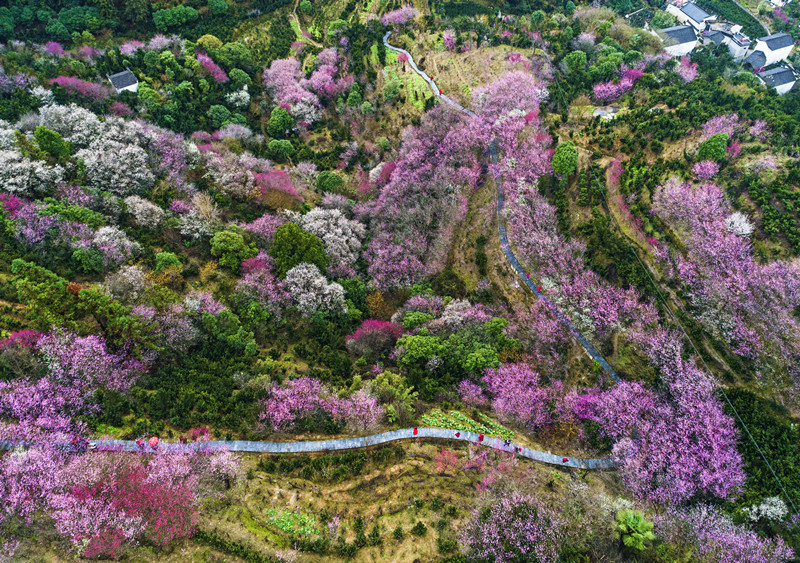 有片| 推農(nóng)文旅深度融合  皖歙縣「賞花經(jīng)濟(jì)」全域綻放