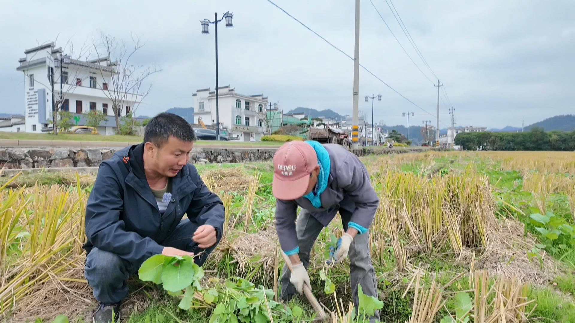 皖黟縣：糧油擴面見行動 稻油輪作促增收